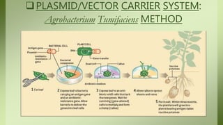 PLASMID/VECTOR CARRIER SYSTEM:
Agrobacterium Tumifaciens METHOD
 