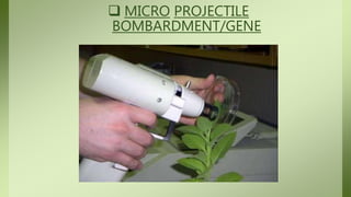  MICRO PROJECTILE
BOMBARDMENT/GENE
c
 