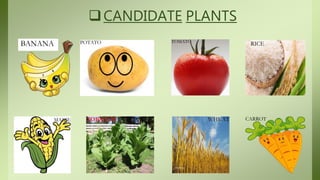 CANDIDATE PLANTS
BANANA POTATO TOMATO
RICE
MAIZE TOBACCO WHEAT CARROT
 