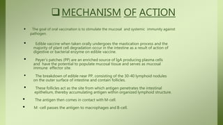 MECHANISM OF ACTION
 The goal of oral vaccination is to stimulate the mucosal and systemic immunity against
pathogen.
• Edible vaccine when taken orally undergoes the mastication process and the
majority of plant cell degradation occur in the intestine as a result of action of
digestive or bacterial enzyme on edible vaccine.
• Peyer’s patches (PP) are an enriched source of IgA producing plasma cells
and have the potential to populate mucosal tissue and serves as mucosal
immune effector site.
• The breakdown of edible near PP, consisting of the 30-40 lymphoid nodules
on the outer surface of intestine and contain follicles.
• These follicles act as the site from which antigen penetrates the intestinal
epithelium, thereby accumulating antigen within organized lymphoid structure.
• The antigen then comes in contact with M-cell.
• M -cell passes the antigen to macrophages and B-cell.
 