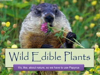 Wild Edible Plants
It’s, like, about nature, so we have to use Papyrus
 