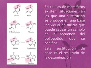 • En células de mamíferos
  existen situaciones en
  las que una sustitución
  se produce en una base
  individual en mRNA que
  puede causar un cambio
  en la secuencia del
  polipéptido    que   se
  codifica.
• Esta sustitutción de
  base es el resultado de
  la desaminación.
 