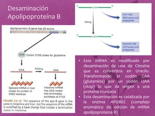 Desaminación
Apolipoproteína B




                    • Este mRNA es modificado por
                      desaminación de una de Citosina
                      que es convertida en Uracilo.
                      Transformando el codón CAA
                      (glutamina) por un codón UAA
                      (stop) lo que da origen a una
                      proteína truncada
                    • Esta desaminación es catalizada por
                      la enzima APOBEC (complejo
                      enzimático de edición de mRNA
                      apolipoproteina B)
 