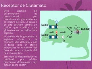 Receptor de Glutamato
• Otro        ejemplo         de
  desaminación                es
  proporcionado              por
  receptores de glutamato en
  el cerebro de rata. La edición
  en una posición cambia un
  codón que codifica para
  glutamina en un codón para
  arginina.
• El cambio de la glutamina a
  arginina    afecta     a     la
  conductividad del canal y por
  lo tanto tiene un efecto
  importante en el control del
  flujo de iones a través del
  neurotransmisor.
• Este tipo de desaminación es
  catalizado     por     ADARs
  (adenosina desaminasas que
  actuan sobre el RNA)
 