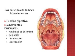 Los músculos de la boca
    intervienen en:

 Función digestiva.
 Movimientos
musculares:
       Movilidad de la lengua
       Deglución
       Insalivación
       Masticación
 