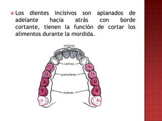  Los dientes incisivos son aplanados de
 adelante     hacia    atrás   con   borde
 cortante, tienen la función de cortar los
 alimentos durante la mordida.
 
