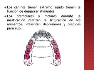  Los caninos tienen extremo agudo tienen la
  función de desgarrar alimentos.
 Los   premolares y molares durante la
  masticación realizan la trituración de los
  alimentos. Presentan depresiones y cúspides
  para ello.
 