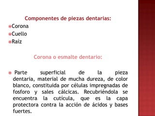 Componentes de piezas dentarias:
Corona
Cuello
Raíz


            Corona o esmalte dentario:

    Parte     superficial     de      la    pieza
    dentaria, material de mucha dureza, de color
    blanco, constituida por células impregnadas de
    fosforo y sales cálcicas. Recubriéndola se
    encuentra la cutícula, que es la capa
    protectora contra la acción de ácidos y bases
    fuertes.
 