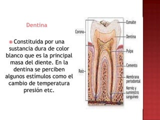 Dentina

  Constituida  por una
  sustancia dura de color
blanco que es la principal
  masa del diente. En la
    dentina se perciben
algunos estímulos como el
 cambio de temperatura
       presión etc.
 