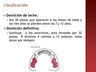 Clasificación:

 Dentición   de leche.
    Son 20 piezas que aparecen a los meses de edad y
     los tres años se pierden entre los 7 y 12 años.
 Dentición   definitiva.
    Sustituye a los anteriores, esta formado por 32
     piezas 8 incisivos 4 caninos y 12 molares, estos
     duran por siempre.
 