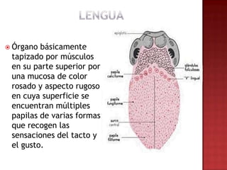  Órgano básicamente
 tapizado por músculos
 en su parte superior por
 una mucosa de color
 rosado y aspecto rugoso
 en cuya superficie se
 encuentran múltiples
 papilas de varias formas
 que recogen las
 sensaciones del tacto y
 el gusto.
 
