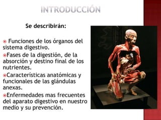 Se describirán:

  Funciones de los órganos del
sistema digestivo.
Fases de la digestión, de la
absorción y destino final de los
nutrientes.
Características anatómicas y
funcionales de las glándulas
anexas.
Enfermedades mas frecuentes
del aparato digestivo en nuestro
medio y su prevención.
 