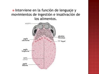  Intervieneen la función de lenguaje y
movimientos de ingestión e insalivación de
             los alimentos.
 