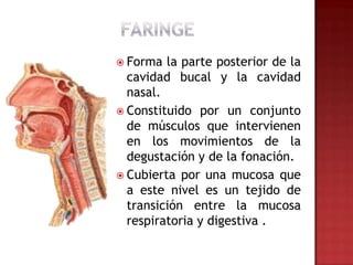  Forma  la parte posterior de la
  cavidad bucal y la cavidad
  nasal.
 Constituido por un conjunto
  de músculos que intervienen
  en los movimientos de la
  degustación y de la fonación.
 Cubierta por una mucosa que
  a este nivel es un tejido de
  transición entre la mucosa
  respiratoria y digestiva .
 