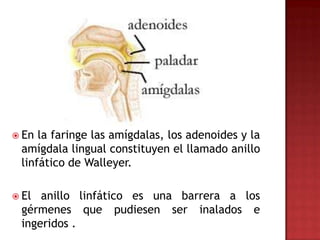  En la faringe las amígdalas, los adenoides y la
 amígdala lingual constituyen el llamado anillo
 linfático de Walleyer.

 El anillo linfático es una barrera a los
 gérmenes que pudiesen ser inalados e
 ingeridos .
 