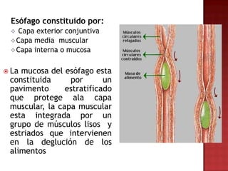 Esófago constituido por:
  Capa exterior conjuntiva
  Capa media muscular
  Capa interna o mucosa


 Lamucosa del esófago esta
 constituida     por       un
 pavimento      estratificado
 que protege ala capa
 muscular, la capa muscular
 esta integrada por un
 grupo de músculos lisos y
 estriados que intervienen
 en la deglución de los
 alimentos
 