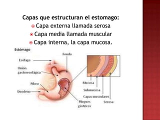 Capas que estructuran el estomago:
    Capa externa llamada serosa
   Capa media llamada muscular
   Capa interna, la capa mucosa.
 