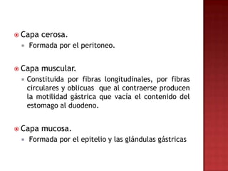  Capa   cerosa.
    Formada por el peritoneo.


 Capa   muscular.
    Constituida por fibras longitudinales, por fibras
     circulares y oblicuas que al contraerse producen
     la motilidad gástrica que vacía el contenido del
     estomago al duodeno.


 Capa   mucosa.
    Formada por el epitelio y las glándulas gástricas
 