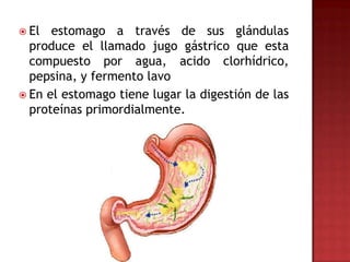  El  estomago a través de sus glándulas
  produce el llamado jugo gástrico que esta
  compuesto por agua, acido clorhídrico,
  pepsina, y fermento lavo
 En el estomago tiene lugar la digestión de las
  proteínas primordialmente.
 