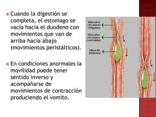  Cuando la digestión se
 completa, el estomago se
 vacía hacia el duodeno con
 movimientos que van de
 arriba hacia abajo
 (movimientos peristálticos).

 Encondiciones anormales la
 movilidad puede tener
 sentido inverso y
 acompañarse de
 movimientos de contracción
 produciendo el vomito.
 