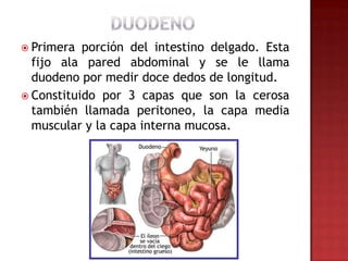  Primera  porción del intestino delgado. Esta
  fijo ala pared abdominal y se le llama
  duodeno por medir doce dedos de longitud.
 Constituido por 3 capas que son la cerosa
  también llamada peritoneo, la capa media
  muscular y la capa interna mucosa.
 