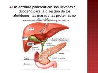  Lasenzimas pancreáticas son llevadas al
     duodeno para la digestión de los
  almidones, las grasas y las proteínas no
                 digeridas.
 