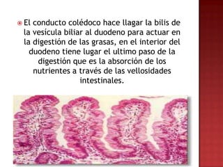  Elconducto colédoco hace llagar la bilis de
 la vesícula biliar al duodeno para actuar en
 la digestión de las grasas, en el interior del
   duodeno tiene lugar el ultimo paso de la
     digestión que es la absorción de los
    nutrientes a través de las vellosidades
                  intestinales.
 