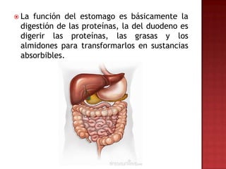  Lafunción del estomago es básicamente la
 digestión de las proteínas, la del duodeno es
 digerir las proteínas, las grasas y los
 almidones para transformarlos en sustancias
 absorbibles.
 