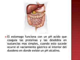  Elestomago funciona con un pH acido que
 coagula las proteínas y las desdobla en
 sustancias mas simples, cuando esto sucede
 ocurre el vaciamiento gástrico al interior del
 duodeno en donde existe un pH alcalino.
 