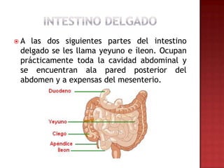 A  las dos siguientes partes del intestino
 delgado se les llama yeyuno e íleon. Ocupan
 prácticamente toda la cavidad abdominal y
 se encuentran ala pared posterior del
 abdomen y a expensas del mesenterio.
 