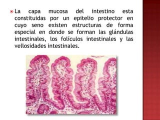 La   capa mucosa del intestino esta
 constituidas por un epitelio protector en
 cuyo seno existen estructuras de forma
 especial en donde se forman las glándulas
 intestinales, los folículos intestinales y las
 vellosidades intestinales.
 