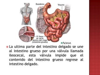  La ultima parte del intestino delgado se une
 al intestino grueso por una válvula llamada
 ileocecal, esta válvula impide que el
 contenido del intestino grueso regrese al
 intestino delgado.
 