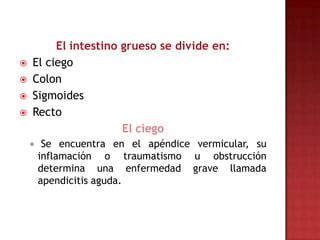 El intestino grueso se divide en:
   El ciego
   Colon
   Sigmoides
   Recto
                      El ciego
        Se encuentra en el apéndice vermicular, su
        inflamación o traumatismo u obstrucción
        determina una enfermedad grave llamada
        apendicitis aguda.
 