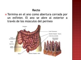 Recto
 Termina en el ano como abertura cerrada por
  un esfínter. El ano se abre al exterior a
  través de los músculos del perineo
 