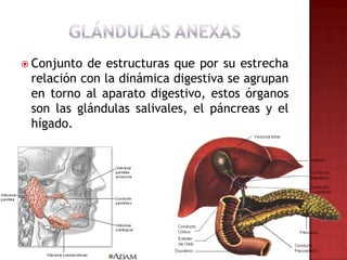  Conjunto de estructuras que por su estrecha
 relación con la dinámica digestiva se agrupan
 en torno al aparato digestivo, estos órganos
 son las glándulas salivales, el páncreas y el
 hígado.
 