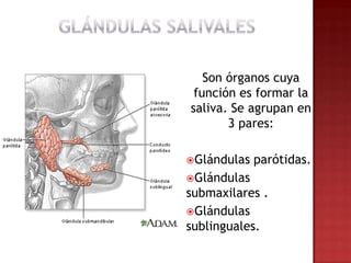 Son órganos cuya
 función es formar la
saliva. Se agrupan en
       3 pares:

Glándulas   parótidas.
Glándulas
submaxilares .
Glándulas
sublinguales.
 