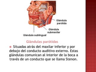 Glándulas parótidas
 Situadas atrás del maxilar inferior y por
debajo del conducto auditivo externo. Estas
glándulas comunican al interior de la boca a
través de un conducto que se llama Stenon.
 