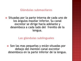Glándulas submaxilares

   Situadas por la parte interna de cada uno de
        los ángulos maxilar inferior. Su canal
         excretor se dirige hacia adelante y
     desemboca a cada lado del frenillo de la
                       lengua.

           Las glándulas sublinguales

    Son las mas pequeñas y están situadas por
        debajo del mentón canal excretor
    desemboca en la parte inferior de la lengua.
 