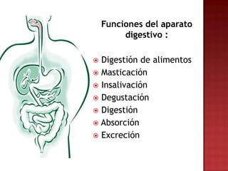 Funciones del aparato
         digestivo :

 Digestión de alimentos
 Masticación
 Insalivación
 Degustación
 Digestión
 Absorción
 Excreción
 