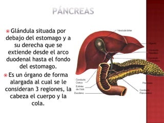  Glándula   situada por
 debajo del estomago y a
     su derecha que se
  extiende desde el arco
 duodenal hasta el fondo
       del estomago.
 Es un órgano de forma
   alargada al cual se le
consideran 3 regiones, la
   cabeza el cuerpo y la
            cola.
 