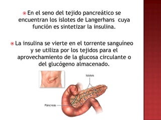  En
        el seno del tejido pancreático se
  encuentran los islotes de Langerhans cuya
       función es sintetizar la insulina.

 Lainsulina se vierte en el torrente sanguíneo
       y se utiliza por los tejidos para el
  aprovechamiento de la glucosa circulante o
           del glucógeno almacenado.
 