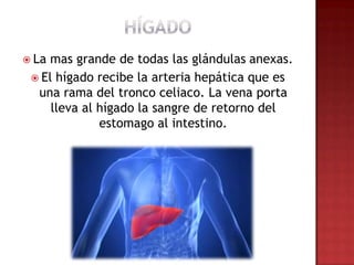  La mas grande de todas las glándulas anexas.
  El hígado recibe la arteria hepática que es
  una rama del tronco celiaco. La vena porta
     lleva al hígado la sangre de retorno del
              estomago al intestino.
 