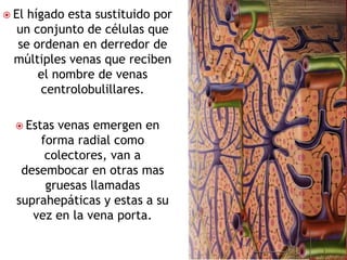  Elhígado esta sustituido por
  un conjunto de células que
  se ordenan en derredor de
  múltiples venas que reciben
      el nombre de venas
       centrolobulillares.

   Estasvenas emergen en
      forma radial como
       colectores, van a
   desembocar en otras mas
       gruesas llamadas
  suprahepáticas y estas a su
     vez en la vena porta.
 