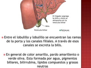  Entre el lobulillo y lobulillo se encuentran las ramas
   de la porta y los canales filiales. A través de esos
               canales se excreta la bilis.

  En general de color amarillo, pardo amarillento o
    verde oliva. Esta formada por agua, pigmentos
   biliares, bilirrubina, lípidos compuestos y grasas
                         neutras
 