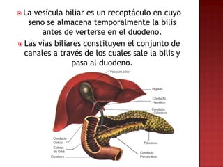  La vesícula biliar es un receptáculo en cuyo
   seno se almacena temporalmente la bilis
       antes de verterse en el duodeno.
 Las vías biliares constituyen el conjunto de
  canales a través de los cuales sale la bilis y
                pasa al duodeno.
 