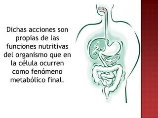Dichas acciones son
    propias de las
 funciones nutritivas
del organismo que en
  la célula ocurren
   como fenómeno
  metabólico final.
 