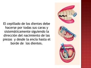 El cepillado de los dientes debe
  hacerse por todas sus caras y
 sistemáticamente siguiendo la
dirección del nacimiento de las
piezas y desde la encía hasta el
      borde de los dientes.
 