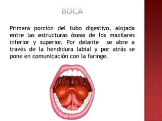 Primera porción del tubo digestivo, alojada
entre las estructuras óseas de los maxilares
inferior y superior. Por delante se abre a
través de la hendidura labial y por atrás se
pone en comunicación con la faringe.
 
