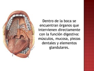 Dentro de la boca se
 encuentran órganos que
intervienen directamente
 con la función digestiva:
músculos, mucosa, piezas
  dentales y elementos
       glandulares.
 