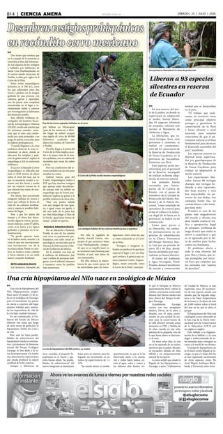 elsiglo.com.veB14  |  CIENCIA AMENA SÁBADO | 25 | JULIO | 2020
Descubrenvestigiosprehispánicos
enrecónditocerromexicano
Una de las torres sagradas halladas en el cerro
El Cerro de la Peña oculta tesoros arqueológicos
Los vestigios hablan de las culturas teotihuacana y zapoteca
EFE
Dos torres que revelan que
en la cúspide de la montaña se
veneraba al dios del Inframun-
do son algunos de los vestigios
y hallados por habitantes de
Santa Cruz Huehuepiaxtla, en
el central estado mexicano de
Puebla, ocultos por siglos en el
Cerro de la Peña.
Estos restos arqueológicos
fechados en el 500 d.C, entre
los que sobresalen estas dos
torres y piedras con la imagen
grabada de una persona con
cuernos, garras y taparrabo,
son las piezas más completas
encontradas en el lugar y re-
cientemente dadas a conocer
por investigadores y habitantes
del diminuto pueblo.
José Alfredo Arellanes, in-
vestigador del Instituto Nacio-
nal de Antropología e Historia
(INAH), reveló este martes que
los primeros estudios mues-
tran que el sitio está confor-
mado por siete pirámides y un
juego de pelota, esenciales para
los líderes prehispánicos.
“Cuando llegamos a la cima
podemos observar la zona ce-
remonial, es decir, donde se
ubicaron los templos y pala-
cios de gobernantes”, explicó el
arqueólogo a Efe en entrevista
telefónica.
El acceso al llamado Centro
Arqueológico se dificulta por
estar a 1.845 metros de altura
sobre el nivel del mar, por lo
que es necesario escalar o ca-
minar casi dos horas y media
por un trayecto rocoso en el
que además hay restos de vasi-
jas antiguas.
Por ahora, han encontrado
imágenes talladas en muros y
pisos que reflejan la forma de
vida de las culturas teotihua-
cana y zapoteca, posibles habi-
tantes del lugar.
Pese a que los daños del
tiempo y el clima han desva-
necido algunos restos, perma-
necen indicios, como 87 glifos,
como se le llama a los signos
grabados o pintados en la in-
fraestructura.
“Se puede apreciar tanto
en la ladera norte, noreste y la
cima lo que son inscripciones,
esas inscripciones son de la
escritura ñiuñe Ñiuñe en mix-
teco se traduce como caliente
o tierra caliente y es un estilo
único”, comentó Arellanes.
RETO ARQUEOLÓGICO
Los mixtecos, llamados así
por habitar en Mixtecapan
(país de los mixtecos) o Mixt-
lán (lugar de nubes) ocupan
una región de cerca de 40.000
kilómetros cuadrados que
abarca los estados de Guerrero
y Puebla.
Por ello, llegar a la punta del
Cerro de la Peña implica acce-
der a la mejor vista de la mix-
teca poblana, con su cadena de
montañas que rozan las nubes
y el río.
Pero las condiciones del te-
rreno también son un reto para
estudiar los restos.
Gabriel García, guía del
Centro Arqueológico, indicó a
EFE que hay muchos vestigios
que apenas están descubrien-
do porque solo ha subido un
arqueólogo que de forma pau-
latina les explica las piezas y la
posible existencia de otras más.
“Hay una piedra tallada
con una imagen de una igua-
na, e igual como un águila, y
del otro lado de la peña hay
un Dios Murciélago o Dios de
la Noche, igual tiene forma de
mujer”, señaló el experto.
RIQUEZA ARQUEOLÓGICA
Por su ubicación e historia,
Puebla es uno de los estados
más ricos en patrimonio pre-
hispánico, con ocho zonas ar-
queológicas reconocidas por el
Sistema de Información Cultu-
ral del Gobierno de México.
En la entidad, con más de
6 millones de habitantes, hay
casi 1 millón de personas indí-
genas, con el náhuatl, totonaco
y mazateco como los pueblos
más numerosos.
Por ello, la regidora de
Axutla, Aracely García, -mu-
nicipio al que pertenece Santa
Cruz Huehuepiaxtla- compar-
tió que es un orgullo tener en
su territorio tanta historia para
brindar al país más datos de
sus antepasados.
Por ello, destacó la impor-
tancia de que exista apoyo de
las autoridades para las inves-
tigaciones, entre estas las que
se están realizando en el Cerro
de la Peña.
“Vestigios o imágenes la-
bradas en piedra es lo que hace
especial el lugar y por eso (hay
que) invitar a la gente a que co-
nozca nuestro Centro Arqueo-
lógico, mejor conocido como
el Cerro de la Peña”, concluyó.
Una pereza es liberada en la zona de protección
Liberan a 93 especies
silvestres en reserva
de Ecuador
EFE
En una reserva del nor-
te de Ecuador, en donde se
supervisará su adaptación
al medio, fueron libera-
das 93 especies silvestres
de animales, informó este
viernes el Ministerio de
Ambiente y Agua.
La liberación, que in-
cluyó tortugas, boas, osos
perezosos y caimanes, se
realizó en conmemora-
ción del 41º aniversario de
la Reserva de Producción
de Fauna Cuyabeno, en la
provincia de Sucumbíos,
fronteriza con Perú.
Esas especies serán mo-
nitoreadas por el personal
de la Reserva, encargado
de evaluar su buena adap-
tación al entorno natural.
Los animales fueron
rescatados por funcio-
narios de la Cartera de
Estado, con el apoyo de
miembros de la Unidad de
Protección del Medio Am-
biente y de la Policía Na-
cional, “como resultado de
operativos de control para
evitar el tráfico y la tenen-
cia ilegal de la fauna en la
provincia”, se indicó en un
comunicado.
Como paso previo a
su liberación, los anima-
les permanecieron en un
proceso de rehabilitación
en la Clínica Veterinaria
del Parque Turístico Nue-
va Loja por un período de
entre 20 y 90 días, donde
fueron atendidos por espe-
cialistas en fauna silvestre.
El titular del Ambiente
y Agua encargado, Paulo
Proaño, destacó las labores
de rescate y conservación
animal que se desarrollan
en el país.
“El trabajo que reali-
zamos en territorio tiene
como principal objetivo
proteger y garantizar la
conservación de la flora
y fauna silvestre a nivel
nacional, pues estamos
conscientes de que el pa-
trimonio natural es el base
fundamental para alcanzar
el desarrollo sostenible del
país”, manifestó.
Las especies puestas en
libertad serán supervisa-
das por guardaparques de
la Reserva de Producción
de Fauna Cuyabeno para
evaluar su adaptación al
medio natural.
Los especímenes libe-
rados fueron 80 tortugas
charapa, dos tortugas he-
dionda y otra taparrabo,
dos boas arcoíris y otra
boa matacaballo, un pe-
rezoso de tres dedos, tres
caimanes frente lisa, un
caimán blanco y dos tortu-
gas mata mata.
Ecuador es uno de los
países más megadiversos
del mundo y afronta una
dura batalla contra el trá-
fico y apropiación ilegal
de animales, problema de
largo alcance que nadie se
atreve a cuantificar y que
se ve agravado por la fal-
ta de medios para luchar
contra ese fenómeno.
El problema afecta a
toda la vida silvestre del
país, flora y fauna, que es-
tán protegidas por estric-
tas leyes que estipulan que
los animales son “sujetos
de derechos”.
Una cría hipopótamo del Nilo nace en zoológico de México
La cría de hipopótamo del Nilo junto a su madre
EFE
Una cría de hipopótamo del
Nilo (Hippopotamus amphi-
bius) nació el pasado 13 de ju-
lio en el zoológico de Zacango,
pero el nacimiento ha puesto
en alerta a expertos del lugar
quienes trabajan para aumen-
tar las expectativas de vida de
la cría bajo cuidado humano.
En un comunicado, el Go-
bierno del Estado de México
informó este lunes que luego
de ocho meses de gestación, la
hipopótamo Tamba dio a luz a
su cría.
Pero ante las bajas posibi-
lidades de sobrevivencia del
hipopótamo médicos veterina-
rios y promotores de bienestar
animal del Parque Ecológico
Zacango se han dado a la ta-
rea de proporcionar a la madre
una alimentación especial para
que pueda producir la mayor
cantidad de leche materna.
Aunque a diferencia de
otras camadas, el pequeño hi-
popótamo se ve fuerte y apa-
renta buena salud, “las posibi-
lidades de sobrevivencia” del
nuevo integrante se mantienen
bajas, pero en mejoría, pues ha
logrado un incremento en su
índice de supervivencia de 5 a
15%.
“Su estado ahora es estable
aparentemente, ya que se le ha
observado junto a la mamá,
van a todos lados juntos, en-
tran al agua, salen a comer y
los últimos días hemos vis-
to que el ejemplar se observa
aparentemente bien”, refirió la
médico veterinaria zootecnista
Juliana Leal Nieves, médico del
área clínica del Parque Ecoló-
gico Zacango.
Actualmente, Zacango
cuenta con tres ejemplares
adultos, Gloria, de 41 años, y
Mundo, con 43 años, prove-
nientes de una unidad de ma-
nejo para la conservación de
la vida silvestre privada como
donación en 1991, y Tamba, de
22 años, nacida en este sitio,
además de su pequeña cría, de
la que hasta ahora se descono-
ce el sexo.
En estos ocho días, la cría
no se ha separado de su madre,
mientras que su padre, Mundo,
se encuentra alejado de ellos
debido a un comportamiento
natural de la especie.
La nota señaló que desde la
llegada de los hipopótamos a
Zacango, a unos 73 kilómetros
de Ciudad de México, se han
registrado unos 20 nacimien-
tos de esta especie, siendo una
familia que ha logrado adap-
tarse a las bajas temperaturas
de invierno y a la altura de más
de 2.800 metros sobre el nivel
del mar en las que se ubica el
parque.
El hipopótamo del Nilo está
catalogado como vulnerable en
la lista roja de la Unión Inter-
nacional para la Conservación
de la Naturaleza (UICN por
sus siglas en inglés).
Esto debido a la fragmen-
tación de su hábitat y a la caza
ilegal e indiscriminada de es-
tos animales para conseguir su
carne y el marfil de sus dientes.
El pequeño hipopótamo no
es el único recién llegado a Za-
cango, ya que a lo largo del año
se han registrado nacimientos
de otras especies como Ñu
Azul, Wapiti, Antílopes Black-
bucks y Pavorreal, entre otros.
 